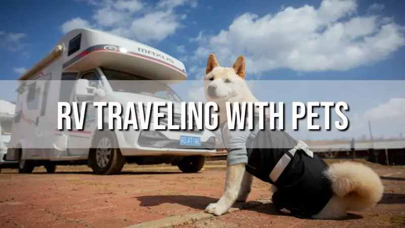 Tips for RV Traveling with Pets