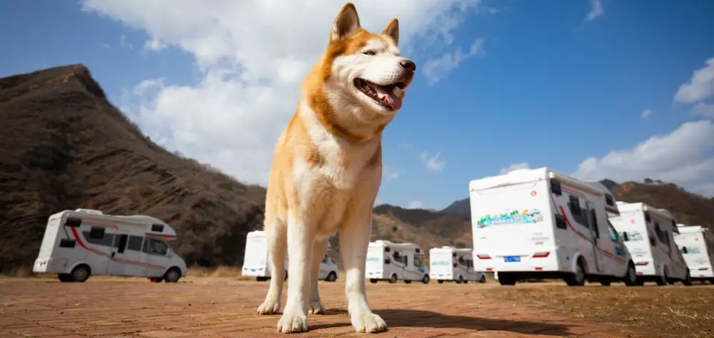 Understanding the Basics of RVing with Pets